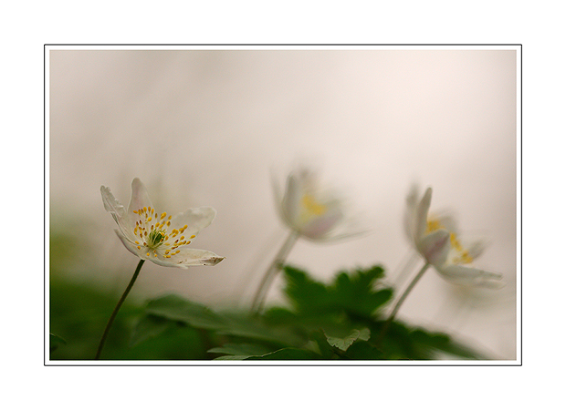 Anemone nemorosa