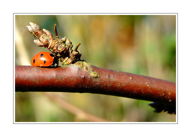 Coccinelle