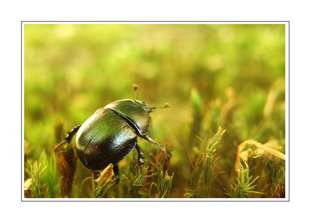 Geotrupidae