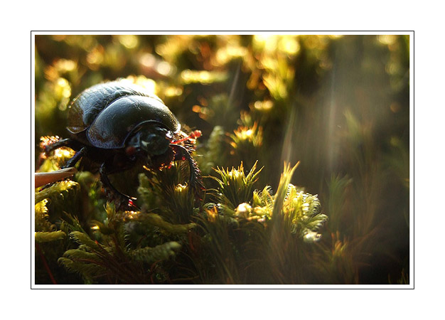 Geotrupidae