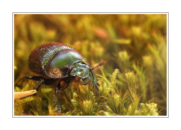 Geotrupidae