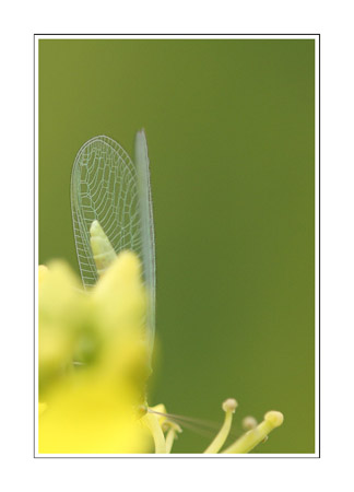 Chrysope