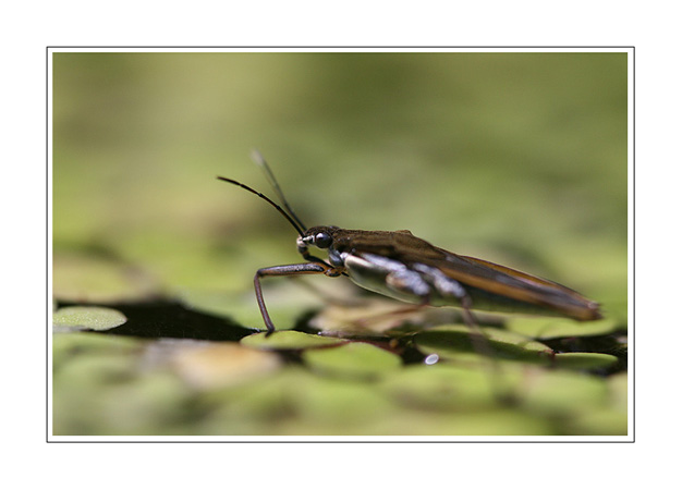 Gerridae