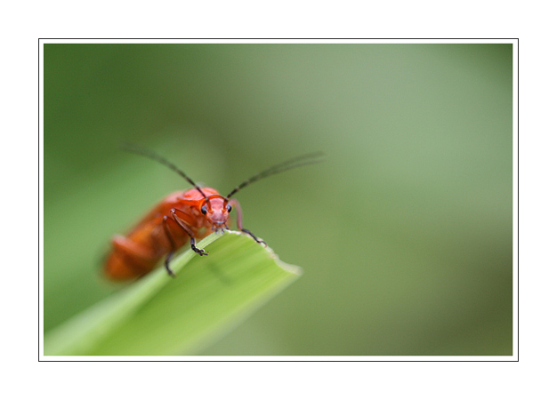 Cantharidae