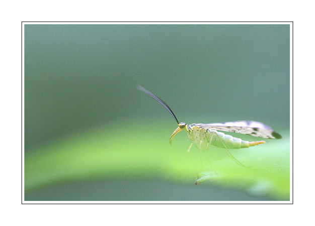 Mecoptre