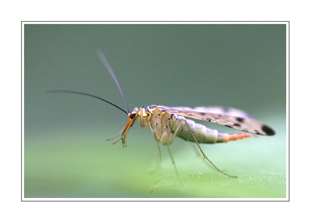 Mecoptre