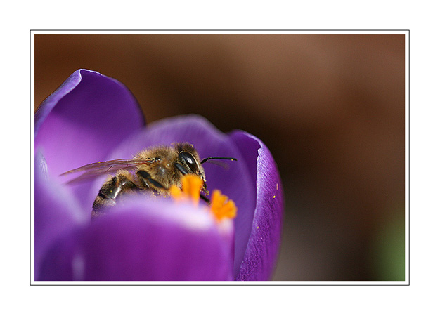 Abeille