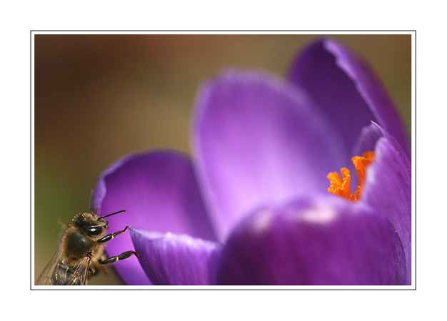 Abeille