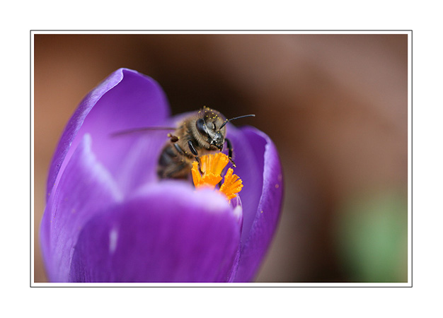 Abeille