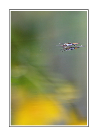 Gerridae