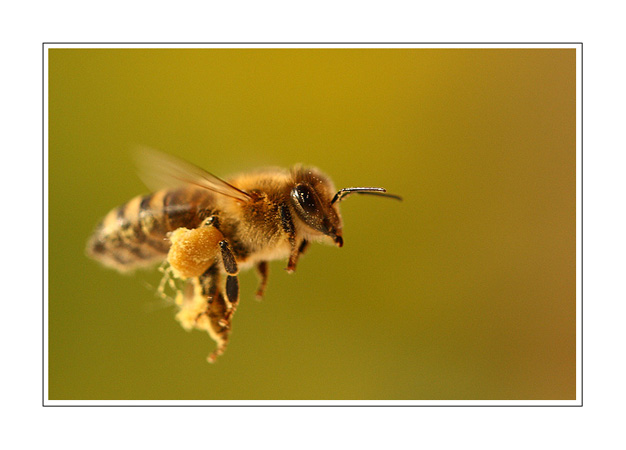 Abeille