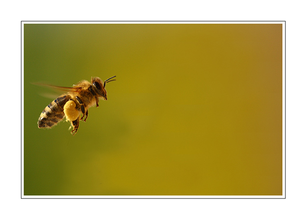 Abeille