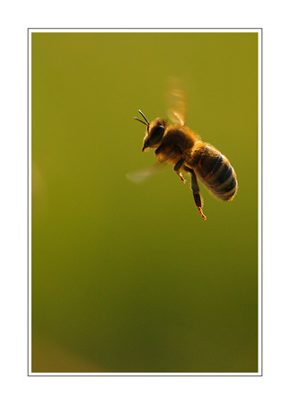 Abeille