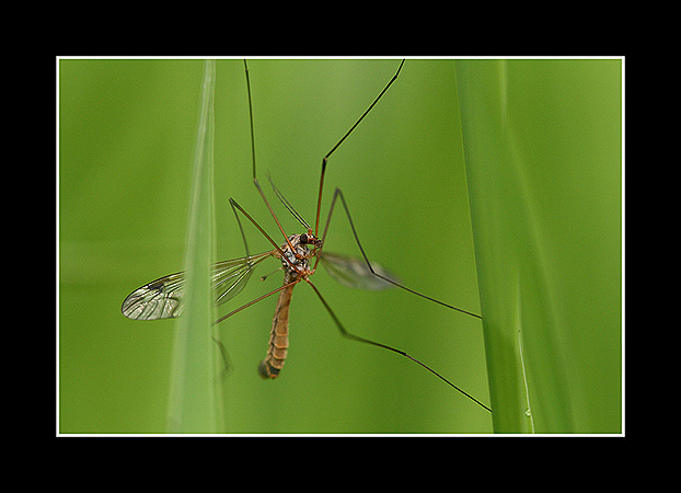 Tipulidae