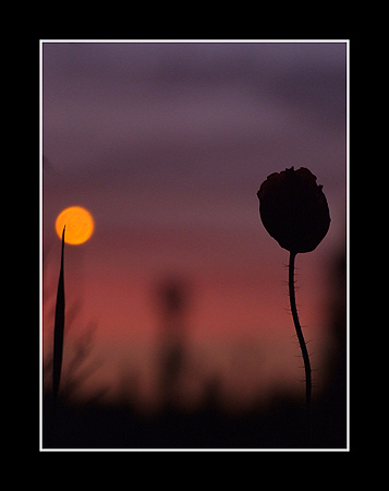 Coquelicot