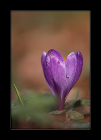 Crocus