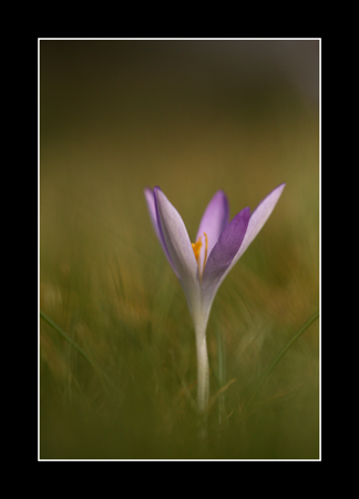 Crocus