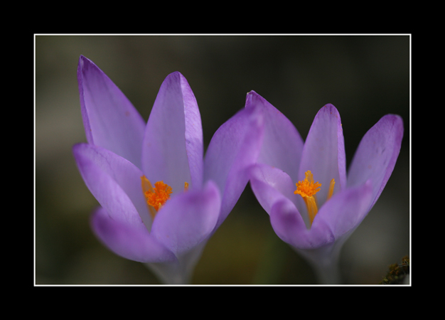 Crocus