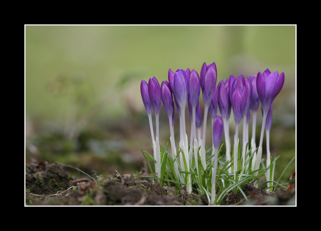 Crocus