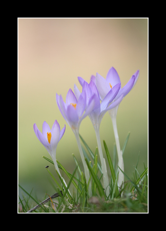 Crocus