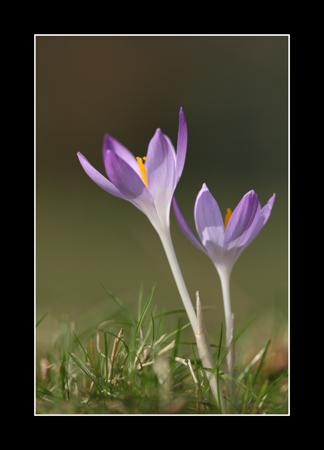 Crocus