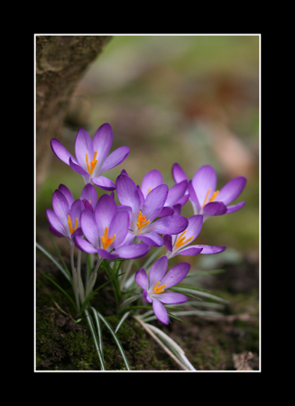 Crocus