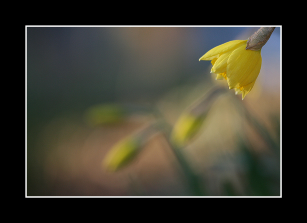 Jonquilles