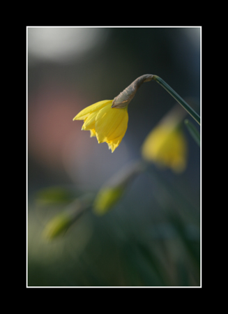 Jonquilles