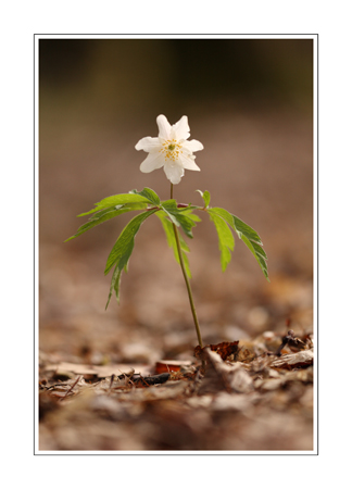 Anemone nemorosa