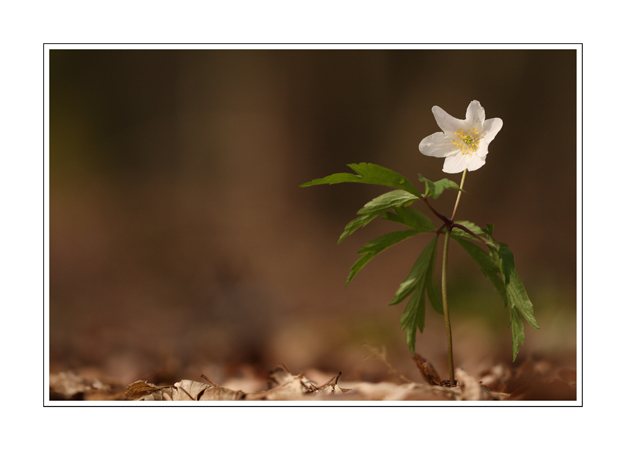 Anemone nemorosa