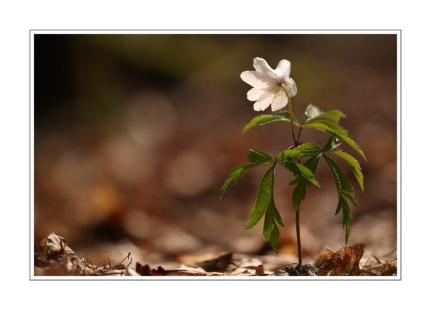 Anemone nemorosa