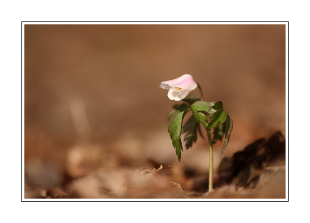 Anemone nemorosa