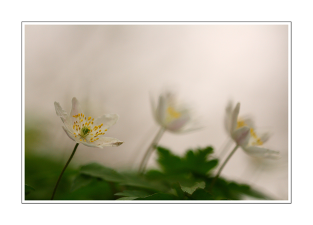 Anemone nemorosa