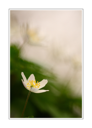 Anemone nemorosa