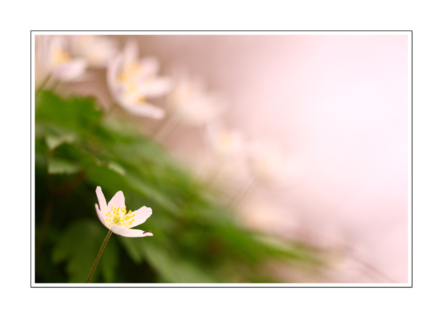 Anemone nemorosa