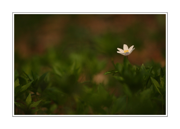 Anemone nemorosa