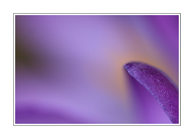 Crocus timide