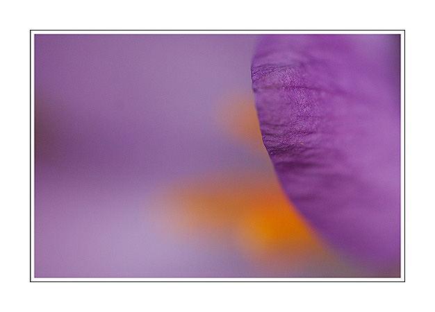 Crocus timide