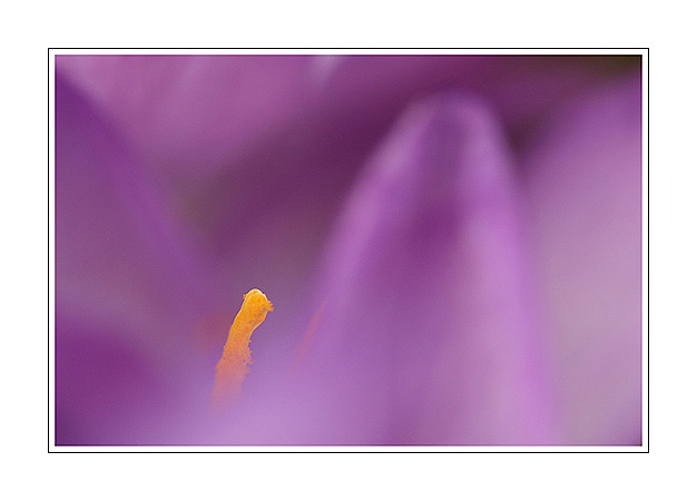 Crocus timide