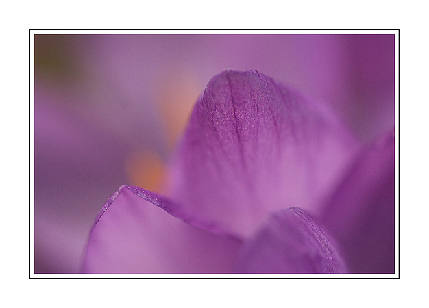 Crocus timide