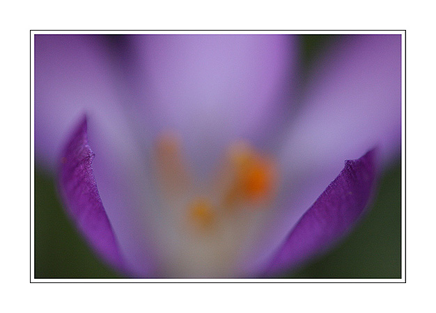 Crocus timide