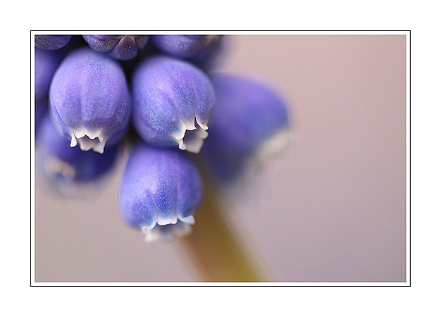 Muscari