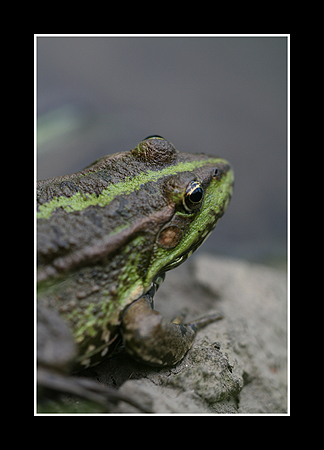 Grenouille