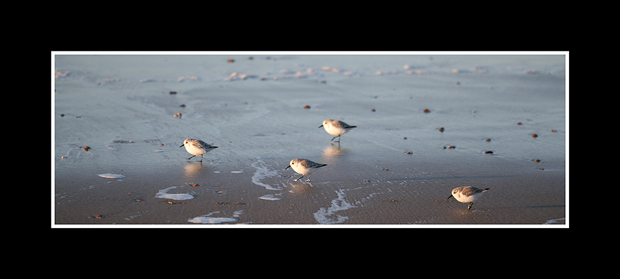 Sanderlings