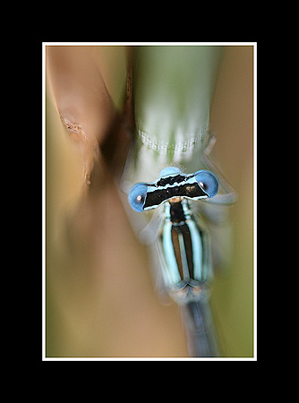 Agrion