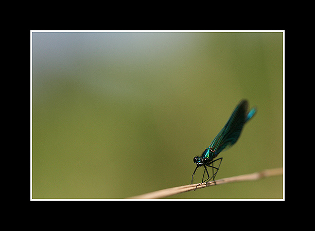 Calopterix