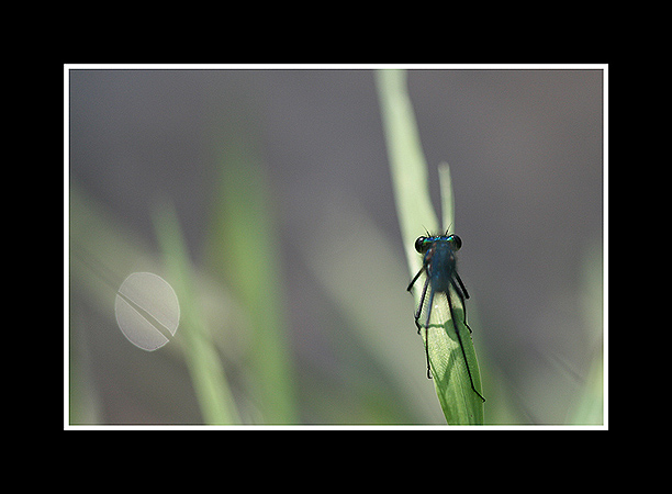 Calopterix