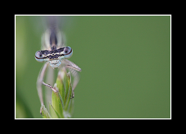 Agrion