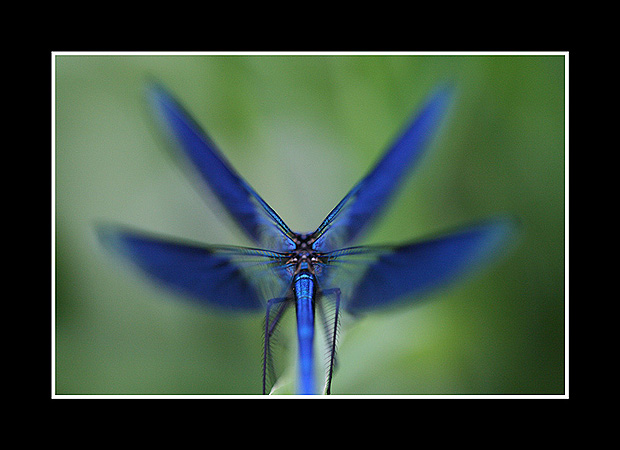 Calopterix
