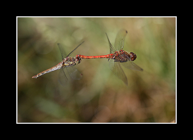 Sympetrum